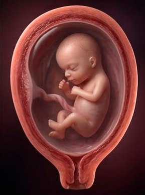 Desarrollo prenatal, mes 3